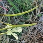 Cleome gynandra fruit picture by susan brown (cc-by-sa)