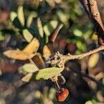 Arctostaphylos pungens fruit picture by Johnny Poppyseed (cc-by-sa)