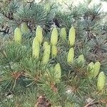 Cedrus libani fruit picture by Oğuzhan (cc-by-sa)