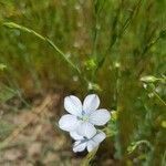 Linum usitatissimum flower picture by chris-jo (cc-by-sa)