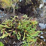 Hypericum selaginella habit picture by Fabien Anthelme (cc-by-sa)