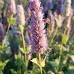 Agastache urticifolia flower picture by Bob Ben (cc-by-sa)