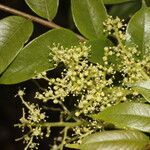 Zanthoxylum setulosum habit picture by Nelson Zamora Villalobos (cc-by-nc)