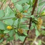 Bidens frondosa habit picture by Yoan MARTIN (cc-by-sa)