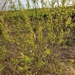 Salix triandra habit picture by Bianka Sch (cc-by-sa)