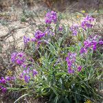 Matthiola incana habit picture by Martin Bishop (cc-by-sa)