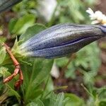 Gentiana angustifolia fruit picture by Yoan MARTIN (cc-by-sa)