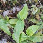 Commelina diffusa leaf picture by Jd Acosta (cc-by-sa)