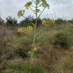 Ferula communis flower picture by Bono José (cc-by-sa)