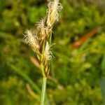 Carex leporina flower picture by Martin Bishop (cc-by-sa)