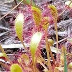 Drosera anglica flower picture by Francois Halligon (cc-by-sa)