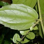 Gongrostylus costaricensis leaf picture by Nelson Zamora Villalobos (cc-by-nc)