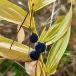 Polygonatum odoratum fruit picture by Piotr Krupski (cc-by-sa)