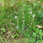 Euphrasia officinalis habit picture by HeyZeus (cc-by-sa)