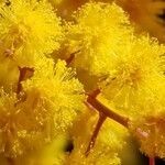 Acacia baileyana flower picture by ian connop (cc-by-sa)