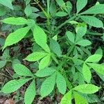 Vitex altissima leaf picture by Ravi Kiran (cc-by-sa)