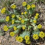 Euphorbia myrsinites habit picture by Jack Pommer (cc-by-sa)