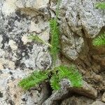 Carum appuanum leaf picture by Roberto Dessì (cc-by-sa)