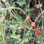 Ephedra triandra fruit picture by Trap Hers (cc-by-sa)