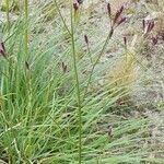 Verbena brasiliensis habit picture by Trap Hers (cc-by-sa)