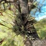 Tillandsia aizoides leaf picture by Trap Hers (cc-by-sa)