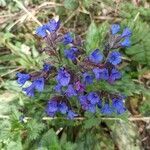 Pulmonaria saccharata flower picture by Joanne Lateef (cc-by-sa)