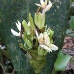 Calathea lutea habit picture by Daniel Barthelemy (cc-by-nc)