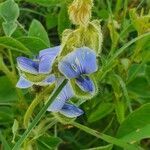 Crotalaria polysperma flower picture by susan brown (cc-by-sa)