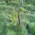 Diospyros lotus habit picture by bas yves (cc-by-sa)