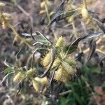 Xanthium spinosum fruit picture by Joan Panadès (cc-by-sa)