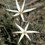 Tristagma patagonicum flower picture by Daniel Barthelemy (cc-by-nc)