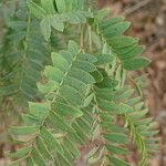 Prosopis africana leaf picture by Maarten Vanhove (cc-by-sa)