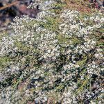 Adenostoma sparsifolium flower picture by Martin Bishop (cc-by-sa)