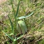 Fritillaria involucrata flower picture by Benjamin Vuadelle (cc-by-sa)