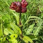 Gentiana purpurea habit picture by Jacques Zuber (cc-by-sa)