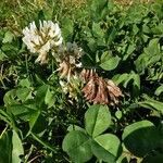 Trifolium repens fruit picture by Olar Ilie (cc-by-sa)