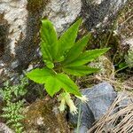 Cardamine enneaphyllos habit picture by Lennaert Steen (cc-by-sa)