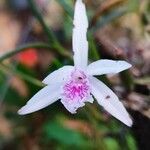 Cattleya lundii flower picture by Hellen Santiago (cc-by-sa)