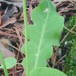 Krigia dandelion leaf picture by Nuhuh Nope (cc-by-sa)