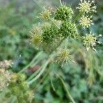 Oenanthe pimpinelloides fruit picture by dominique sindoni (cc-by-sa)