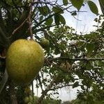 Annona glabra fruit picture by christiane Fazer (cc-by-sa)