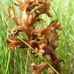 Orobanche teucrii flower picture by Manon Bounous (cc-by-sa)