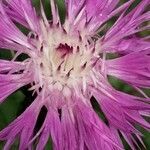 Centaurea napifolia flower picture by allison blanchard (cc-by-sa)