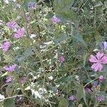 Malva sylvestris habit picture by lemar (cc-by-sa)