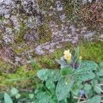 Nonea lutea flower picture by Arsham Hekmat (cc-by-sa)