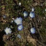 Nemophila maculata flower picture by Victor Caldwell (cc-by-sa)