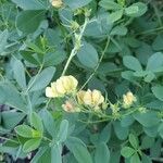 Baptisia australis flower picture by Maria Ratino (cc-by-sa)