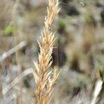 Calamagrostis recta flower picture by Mariette Laumond (cc-by-sa)