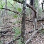 Lygodium japonicum habit picture by Eli Small (cc-by-sa)