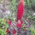 Orobanche foetida habit picture by Mateos Fernández Emilio (cc-by-sa)